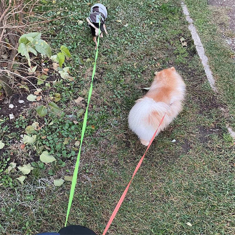 Retractable Dog Leash For Small Dogs Reflective Dual Pet Leash Lead 360