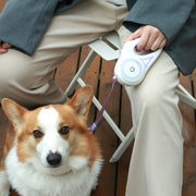 Dog leash in use during evening walk
