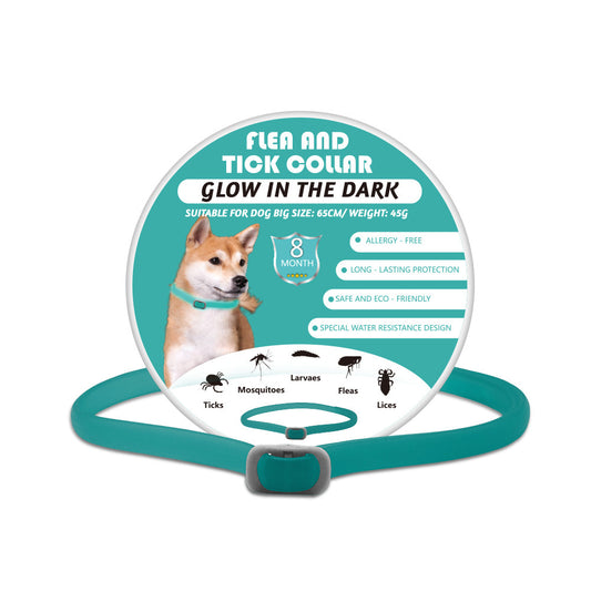Luminous dog collar with insect repellent in aqua green that glows in dark