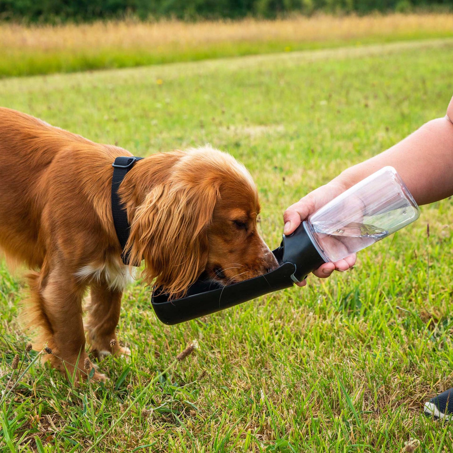 Portable Dog Water Bottle - Foldable Travel Hydration Dispenser 350-550ml